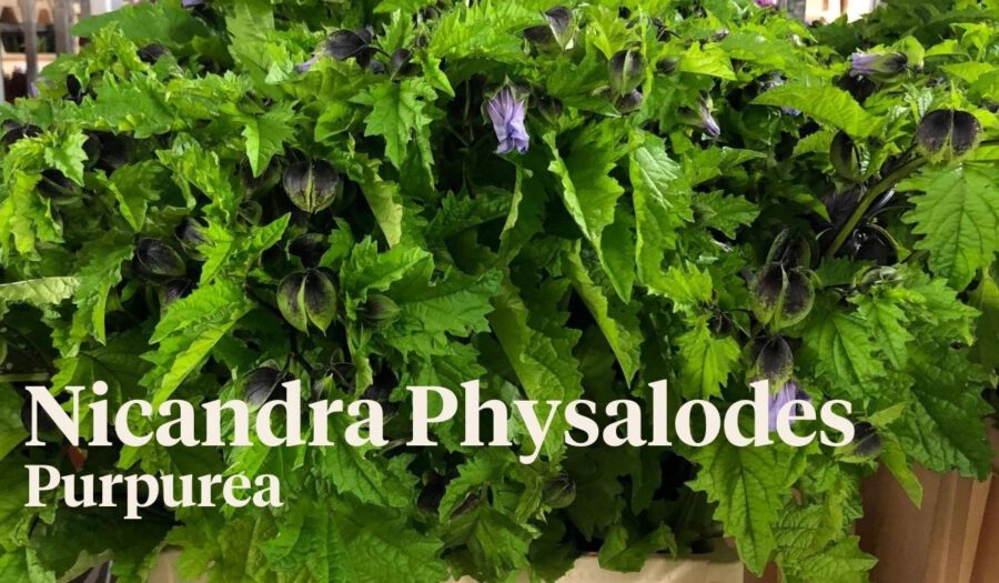 Peter's weekly Menu 30 - Nicandra Physalodes - On Thursd.