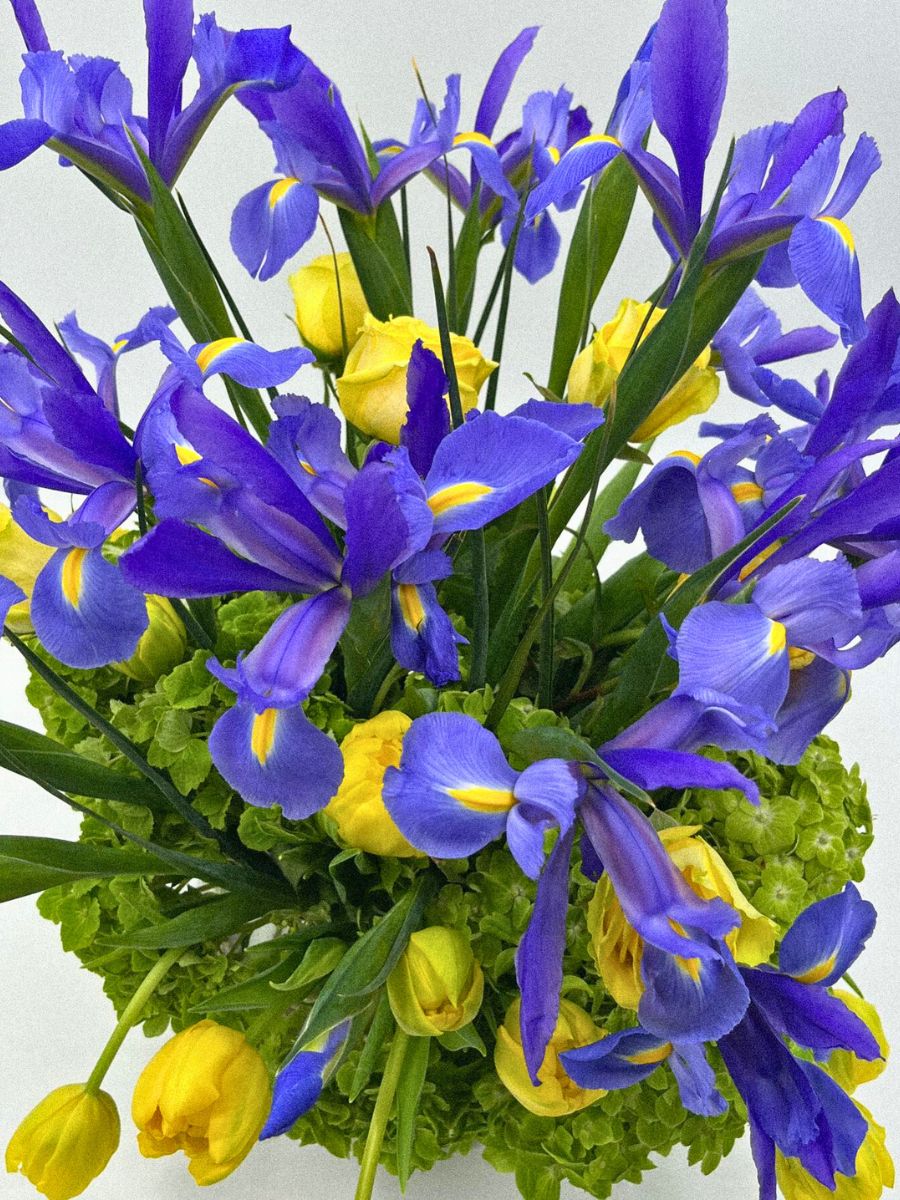 Blue Iris Flower paired with yellow tulips in a mixed bouquet iris translates to different meanings and rich symbolism; inset blue iris with yellow flowers in the background; inset blue iris flowers paired with yellow tulips in a mixed bouquet