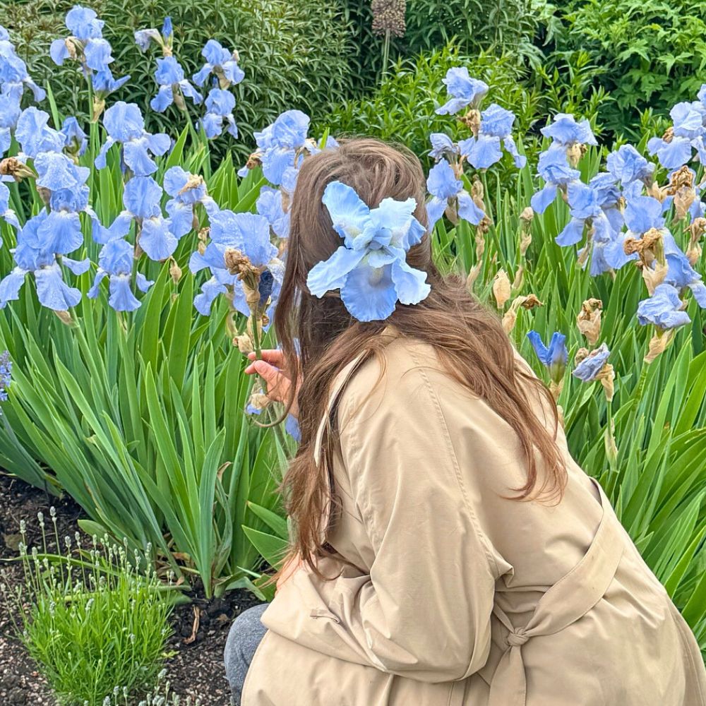 Light blue Iris flower being admired by a lady in the field Ancient Egyptians and Ancient Greece have high cultural symbolism for the blue irises; light blue iris flower being admired in the field
