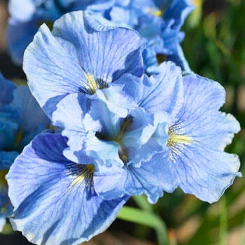 Fully open blue Iris flower Blue Iris Flower Meaning