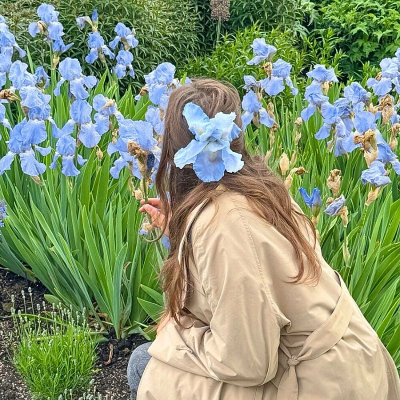 Blue Iris Flower Meaningb - Thursd Article featured image