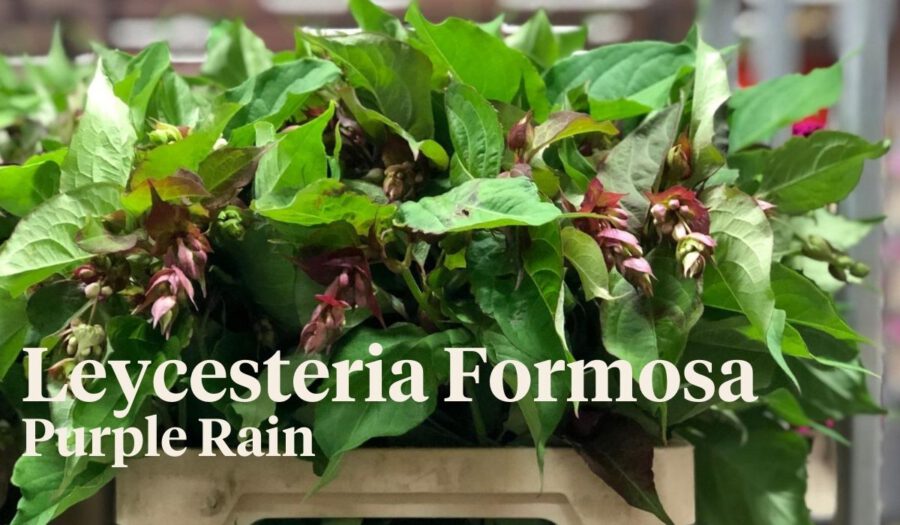 Peter's weekly Menu 30 - Leycesteria Formosa Purple Rain' - On Thursd.