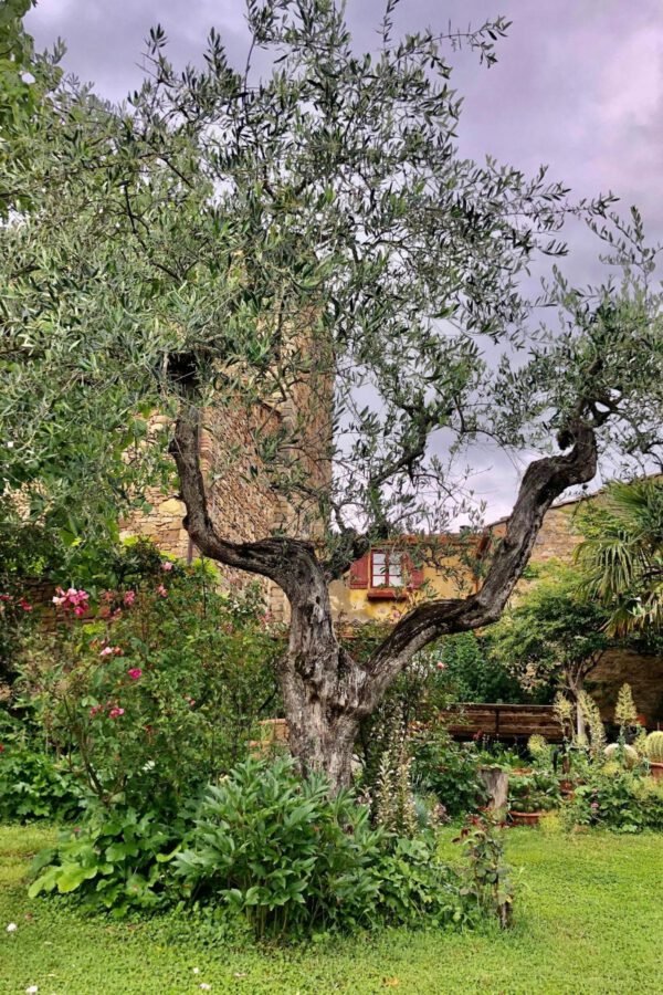 Summer Flowers in Tuscany - Katya Hutter - On Thursd. Olive Tree