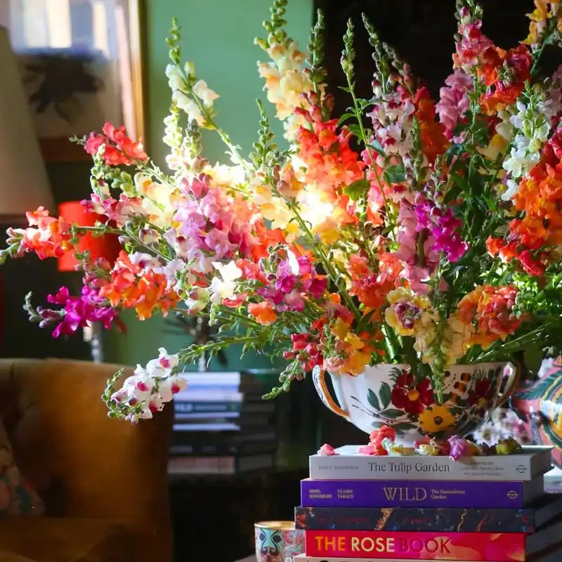 Snapdragon flower meaning and symbolism - Thursd Article featured Image