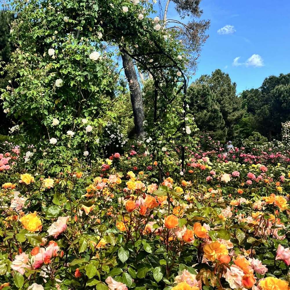 Golden roses blooming beneath arch
