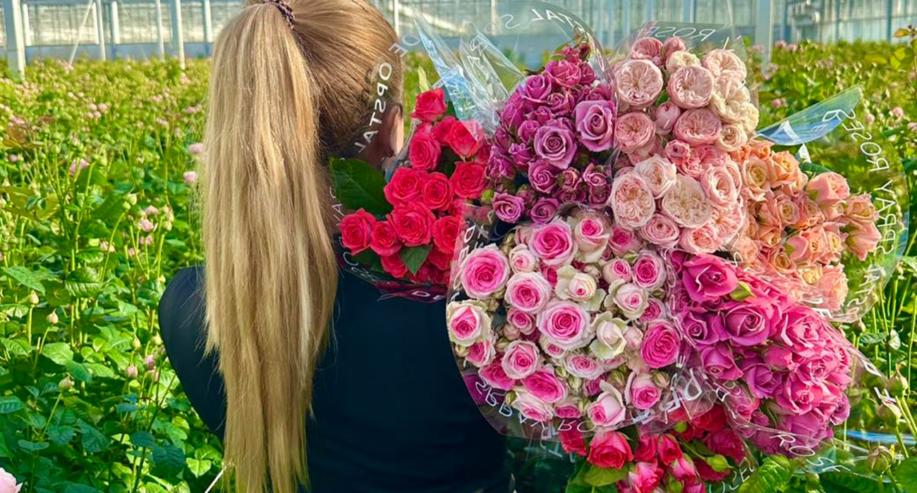 De Opstal Spray Roses grower on Thursd header