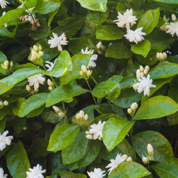 Favorite Summer Flowers - Arabian Jasmine - On Thursd - Featured