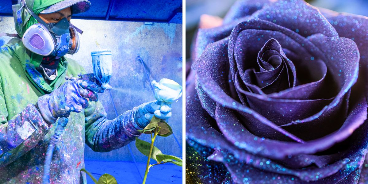 Purple and blue toned tinted roses by Star Roses Purple and blue toned tinted roses by Star Roses