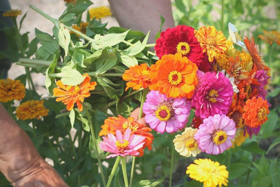 Favorite Summer Flower - Zinnias - on Thursd.