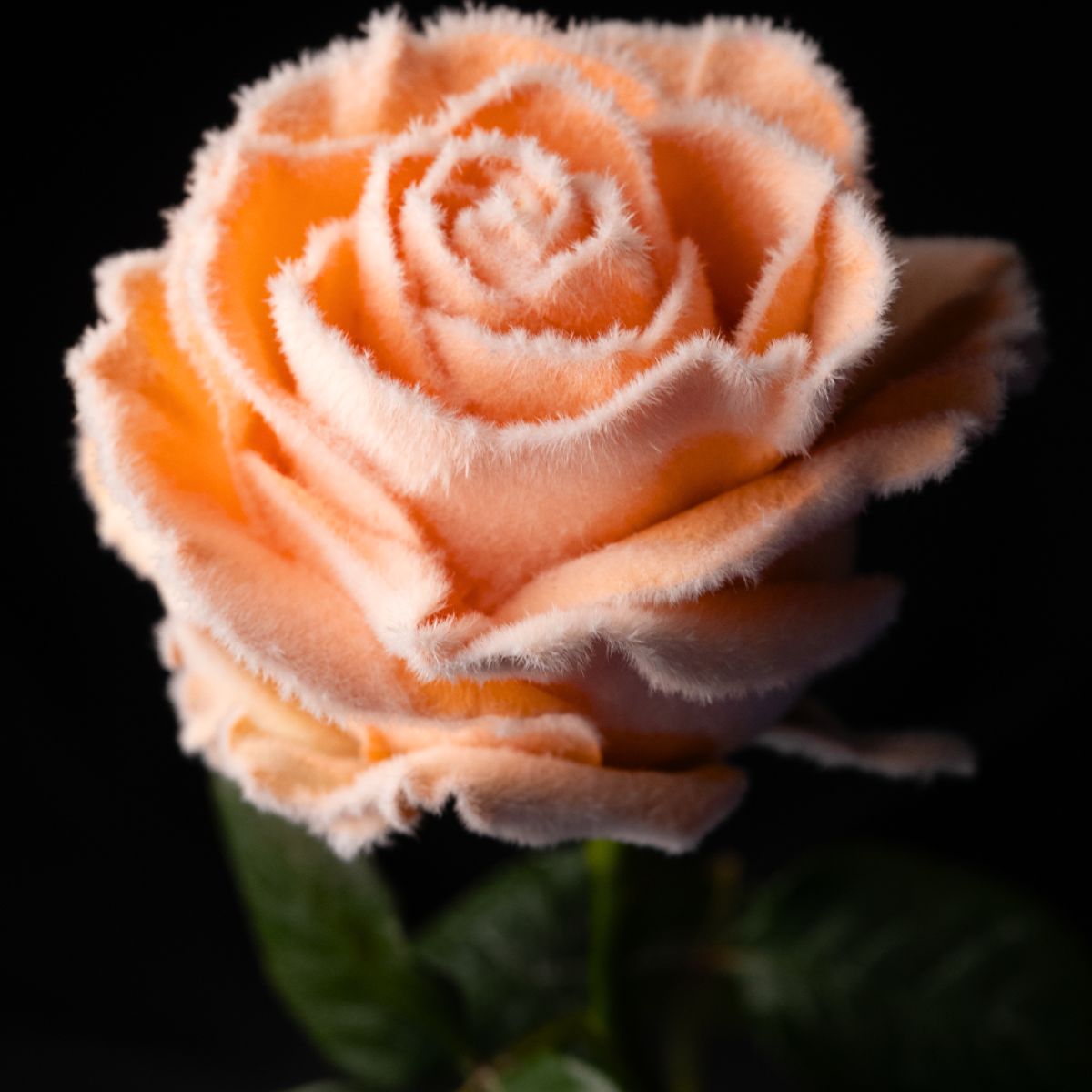 Closeup of the velvet rose by Star Roses Closeup of the velvet rose by Star Roses