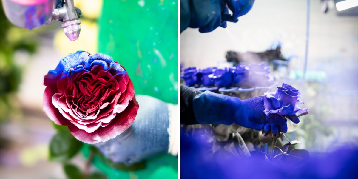 Triple colored tinted roses by Star Roses