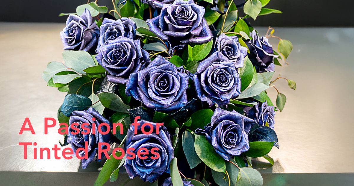 Tinted roses by Star Roses