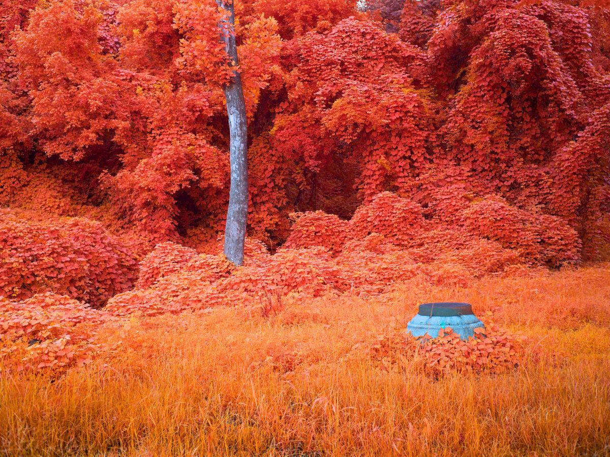 Japanese Kudzu plants and trees in Southeast USA