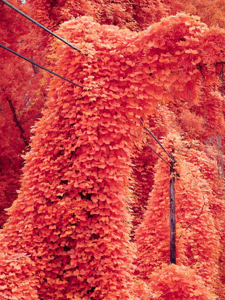 The redness wrapped around every tree
