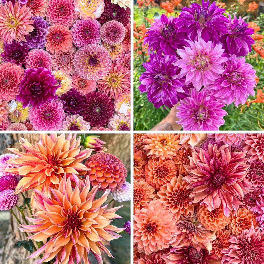 Shades of pinks and peach dahlias Shades of pinks and peach dahlias
