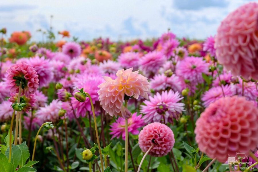 Favorite Summer Flower - Dahlias - on Thursd.