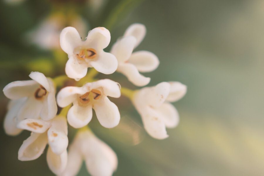 Favorite Summer Flower - Osmanthus - on Thursd.