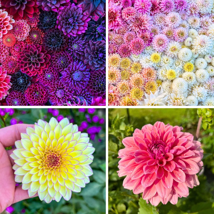 Group and individual detailed Dahlias Group and individual detailed Dahlias