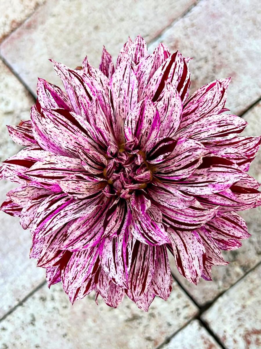 Bicolor and striped Dahlia flower Bicolor and striped Dahlia flower