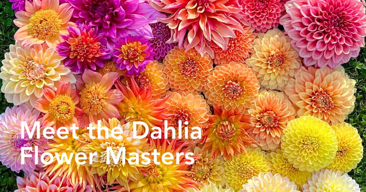 Darcy Dahlias Farms