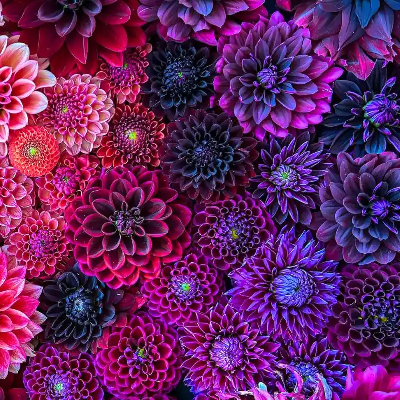 Purple toned dahlias