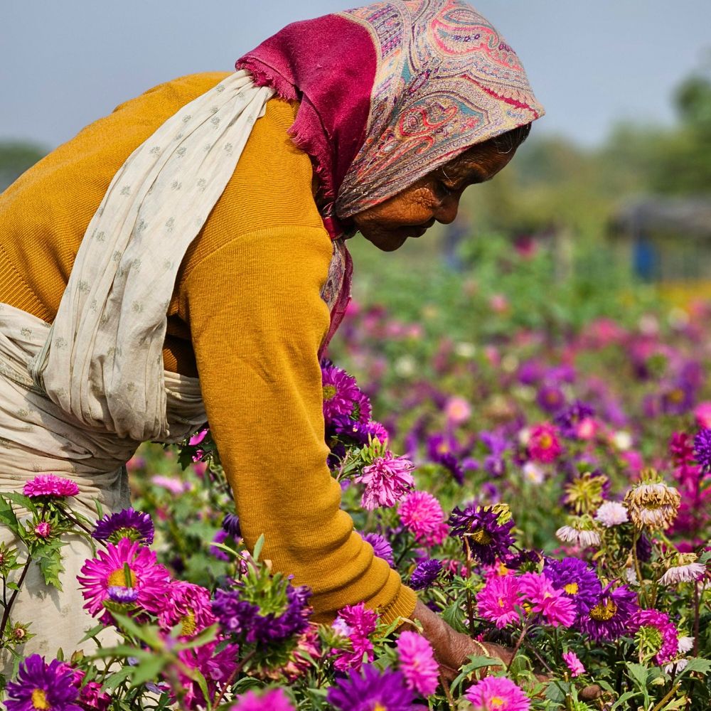 How India Is Gradually Beating the Synthetic Flower Scourge
