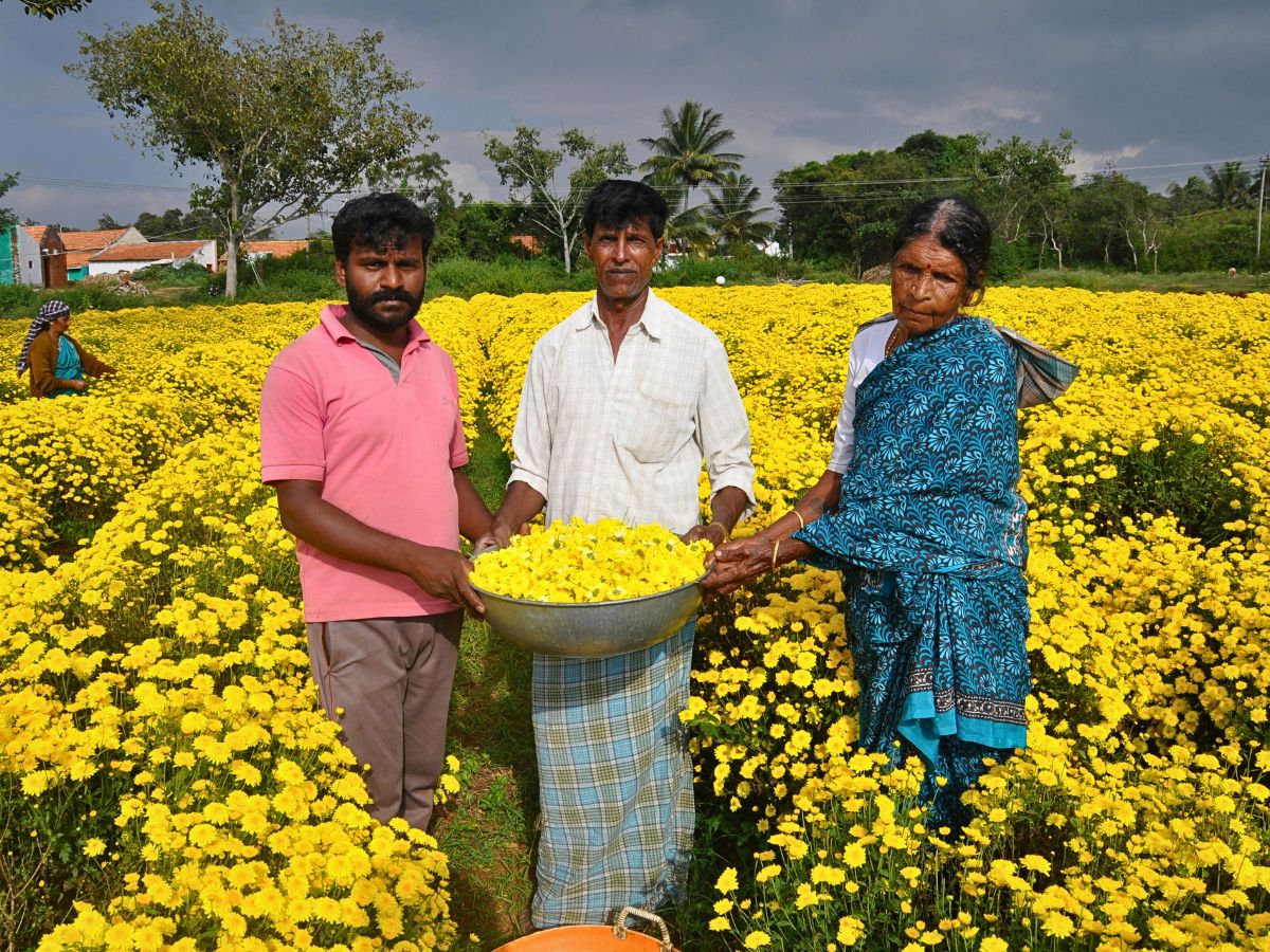 Coordinated Efforts Show How India Is Gradually Beating the Synthetic Flower Scourge