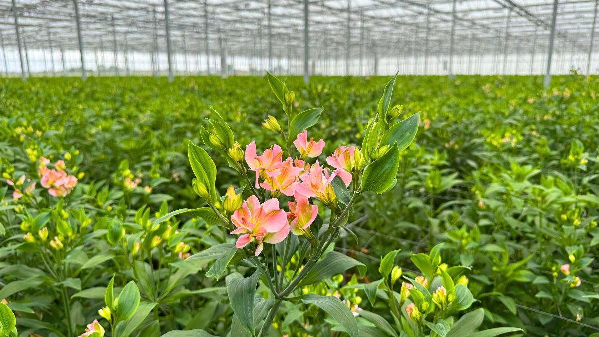Alstroemeria Charmelia from Together2Grow Alstroemeria Charmelia from Together2Grow