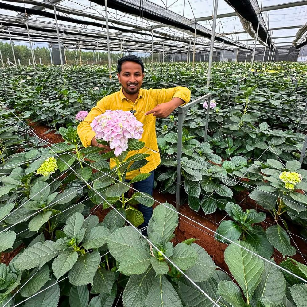 Coordinated Efforts Show How India Is Gradually Beating the Synthetic Flower Scourge