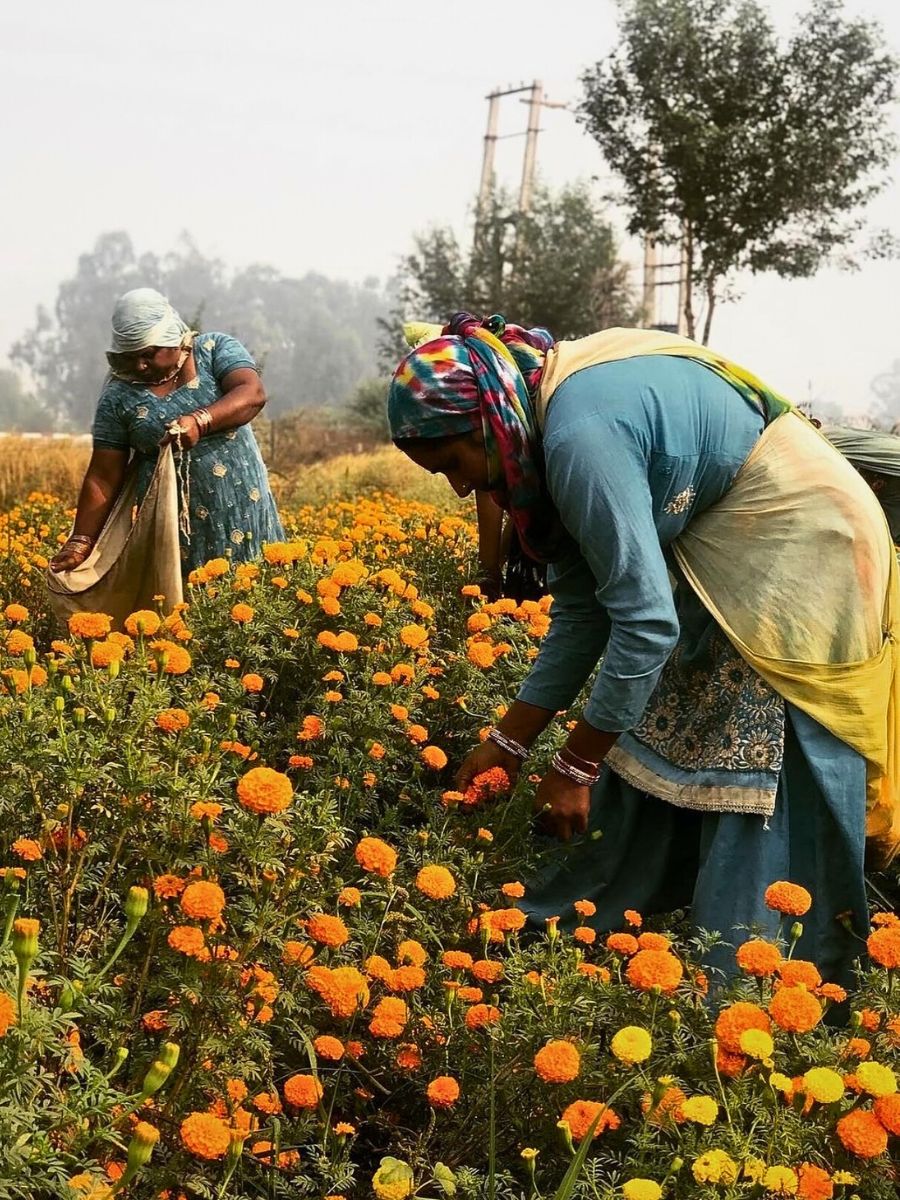Coordinated Efforts Show How India Is Gradually Beating the Synthetic Flower Scourge - Thursd Article