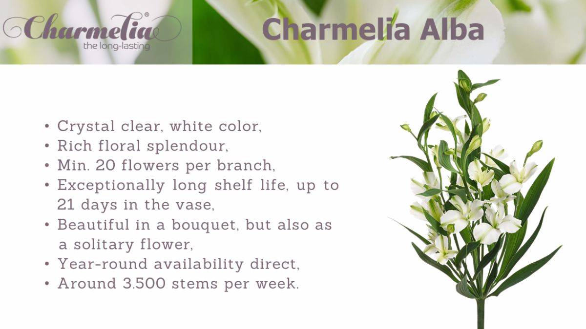Charmelia Alba by Together2Grow