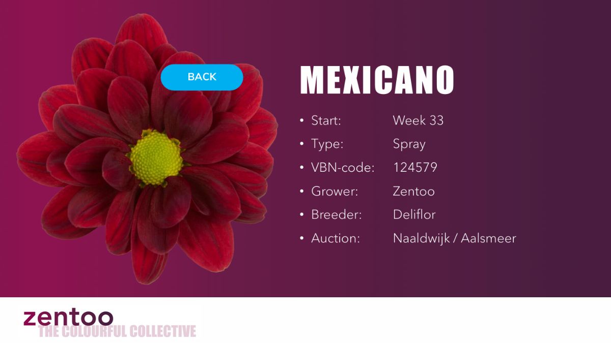 Chrysanthemum Mexicano by Zentoo