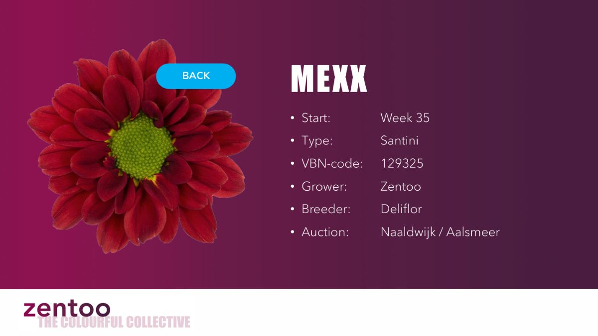 Chrysanthemum Mexx by Zentoo