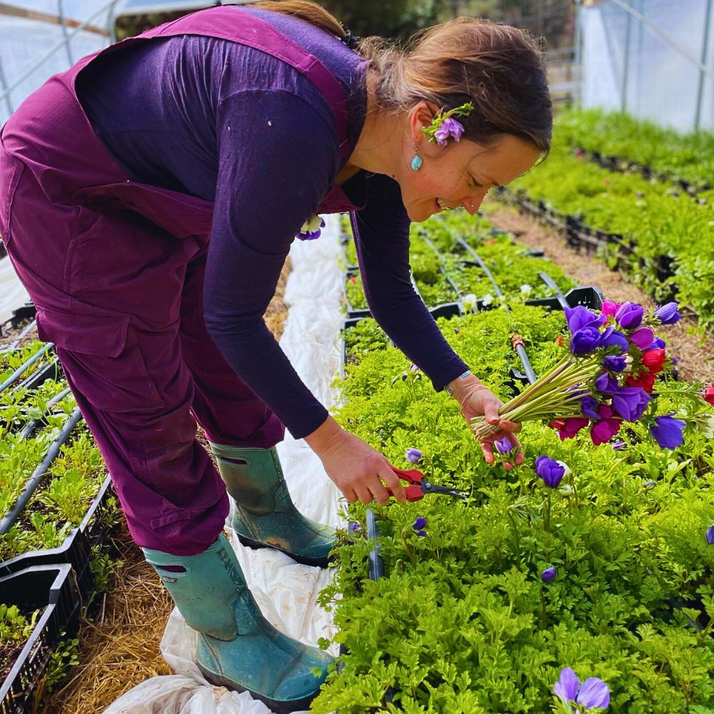 Anemone flowers Many Benefits in Organic Floriculture, From Sustainable Flowers to Ecosystem Gains