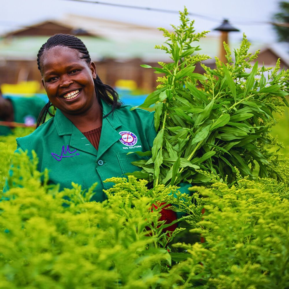 Solidago grown at Marginpar So Many Benefits in Organic Floriculture, From Sustainable Flowers to Ecosystem Gains - Thursd Article