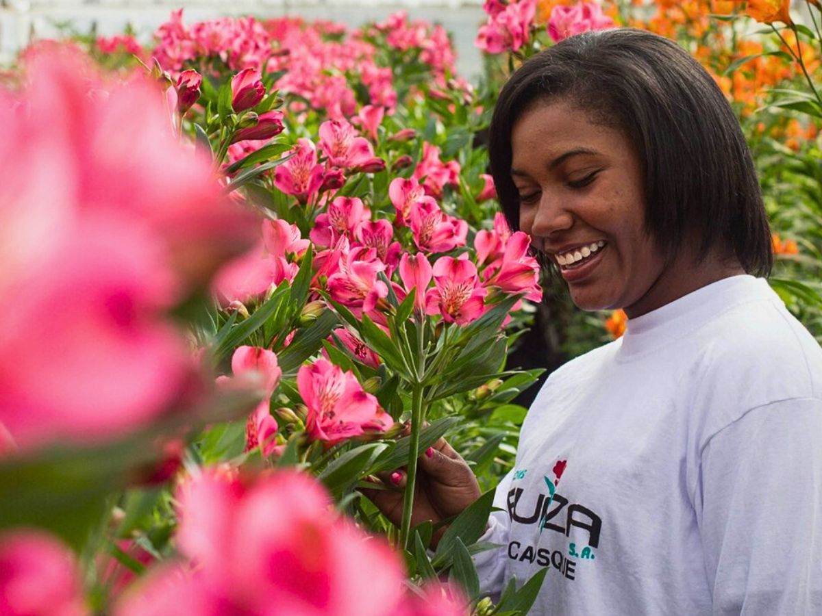 Alstroemeria So Many Benefits in Organic Floriculture, From Sustainable Flowers to Ecosystem Gains - Thursd Article