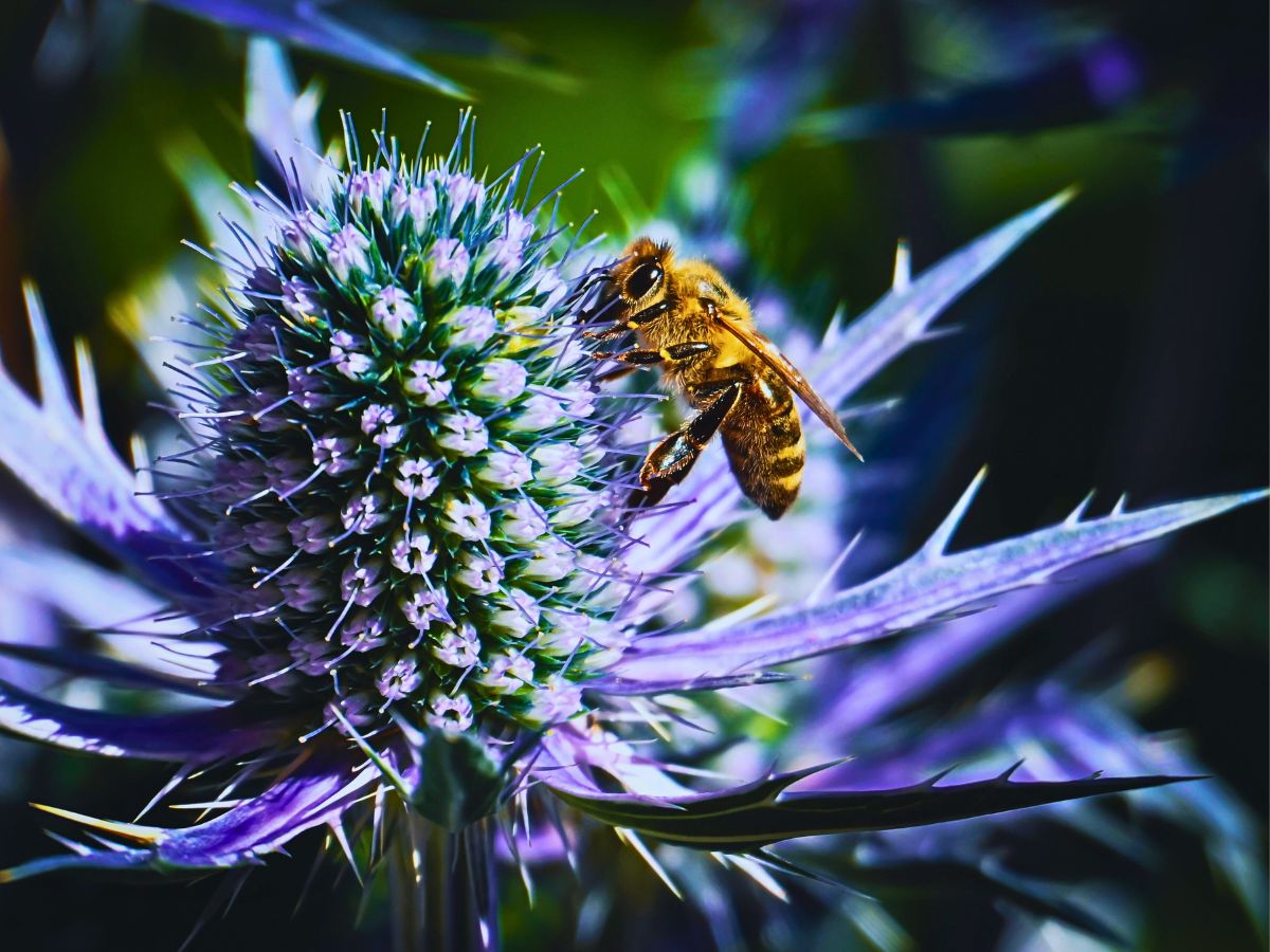 A bee on a flower Science of Flower Colors and Why Some Hues Easily Attract More Than Others