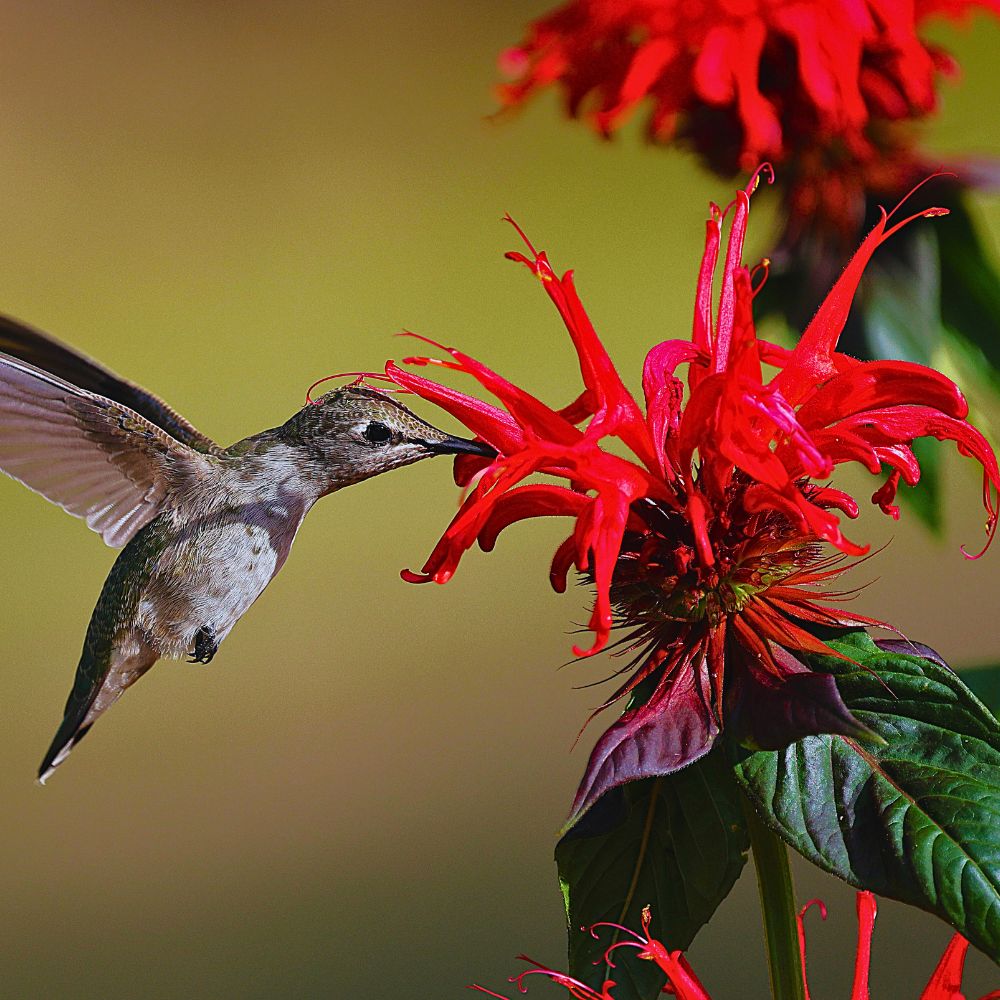 Humming bird Science of Flower Colors and Why Some Hues Easily Attract More Than Others