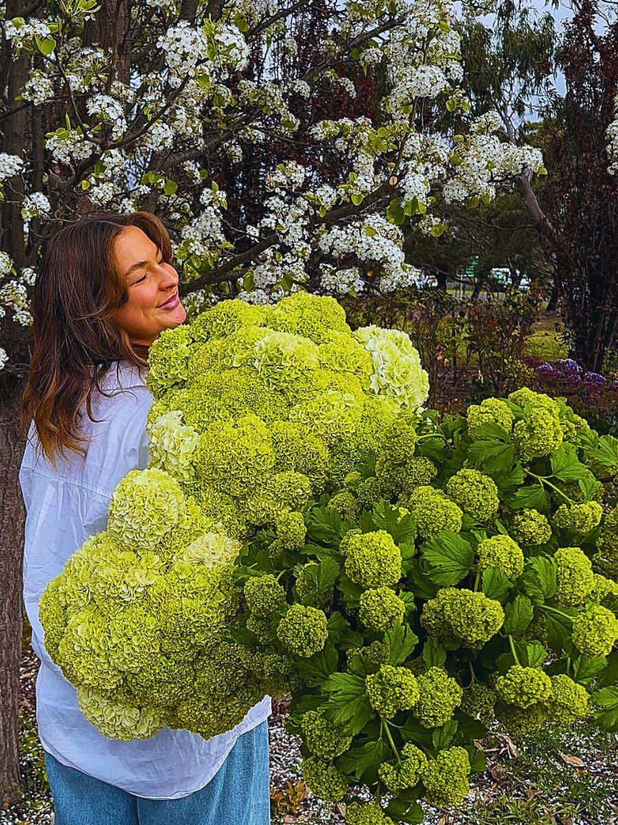Hydrangea The Science of Flower Colors: Why Some Attract Pollinators and Others Don’t