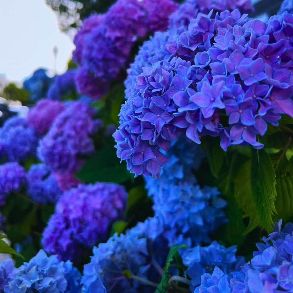Blue hydrangea Science of Flower Colors and Why Some Easily Attract More Attention Than Others