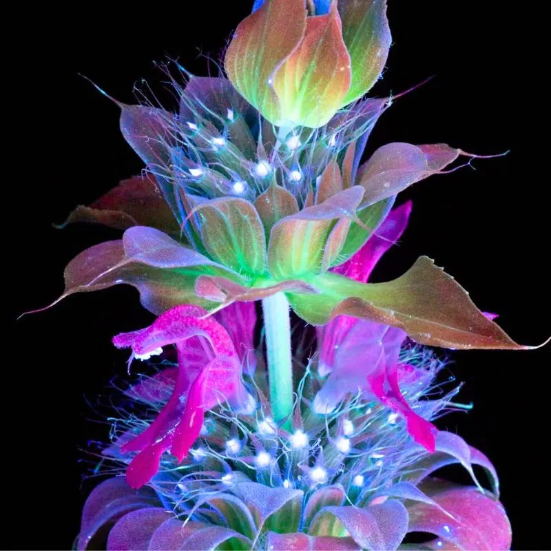 Fluorescent plants and flowers