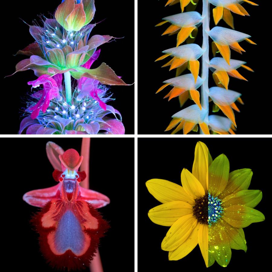Differences in plants in flowers with UV photography Differences in plants in flowers with UV photography