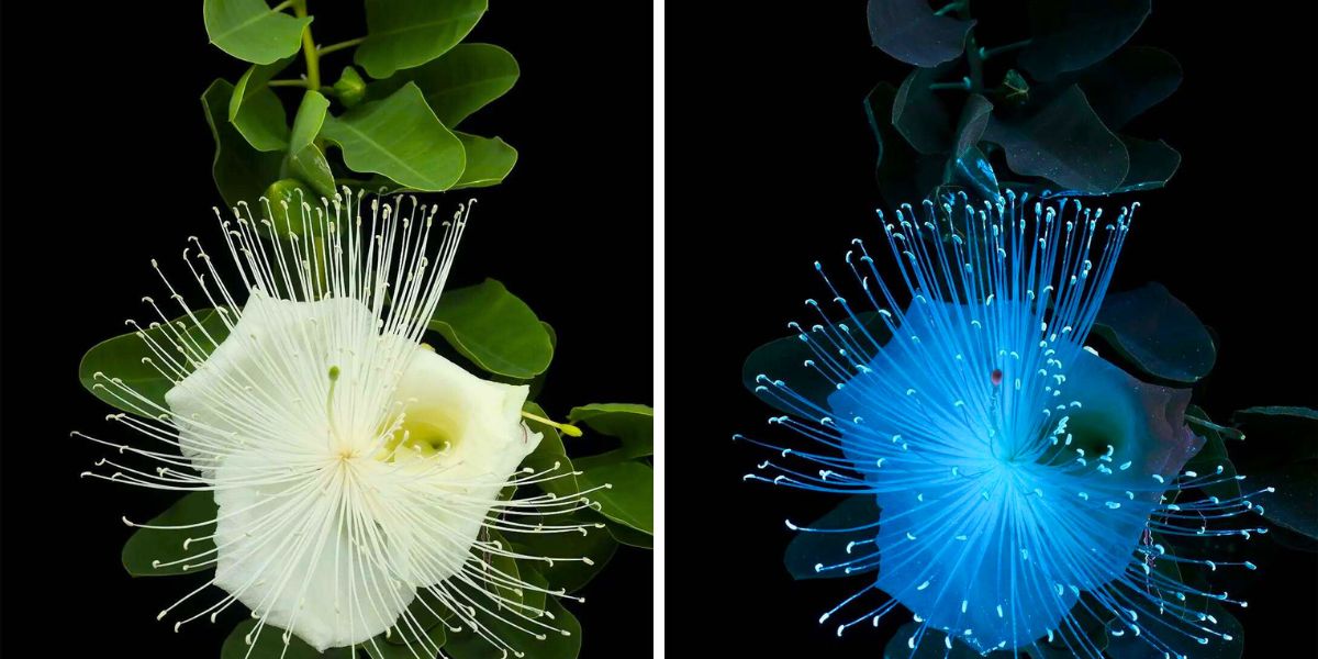 The difference between normal and fluorescent photography The difference between normal and fluorescent photography