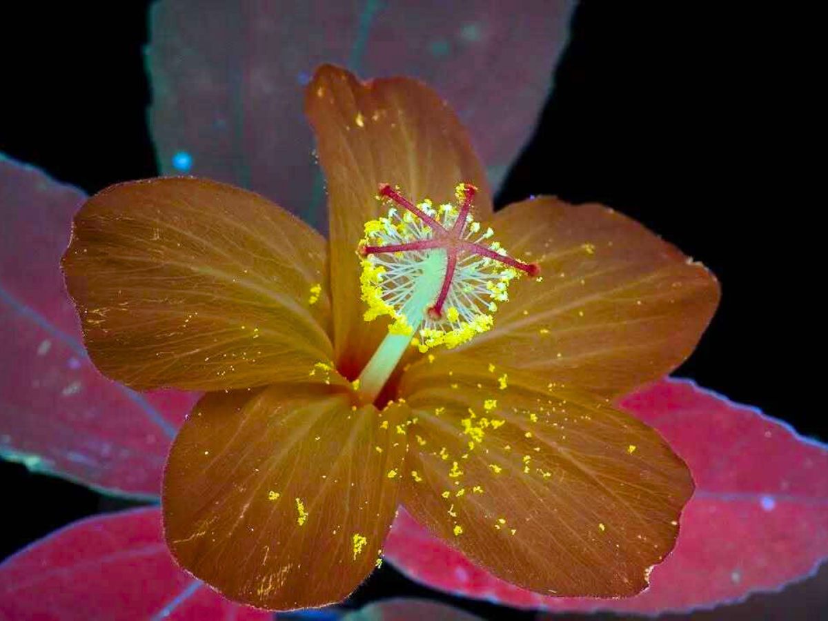 A hibiscus flower in fluorescent colors A hibiscus flower in fluorescent colors