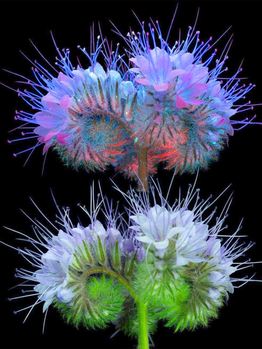 The before and after of normal plants to fluorescent