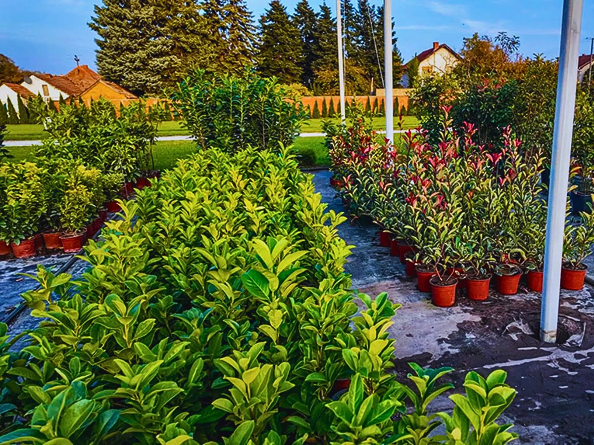 The 77th Annual Congress of the International Association of Horticultural Producers (AIPH) to be held from 14th-18th September 2025 in Ghent, Belgium - Thursd Article