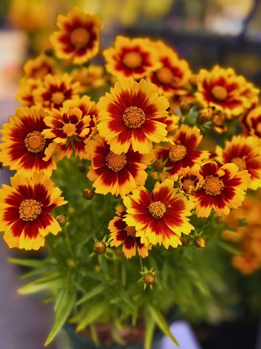 typical red and yellow petals of the tickseed flower