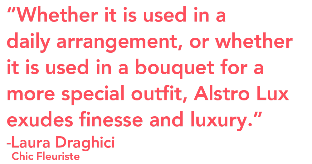 Tesselaar Alstro Lux quote Laura Drahici