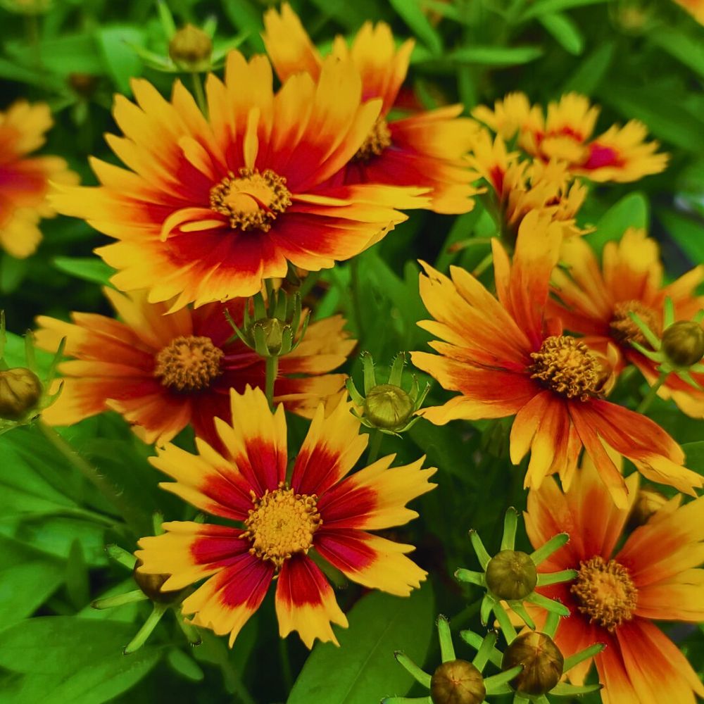 Tickseed flowers