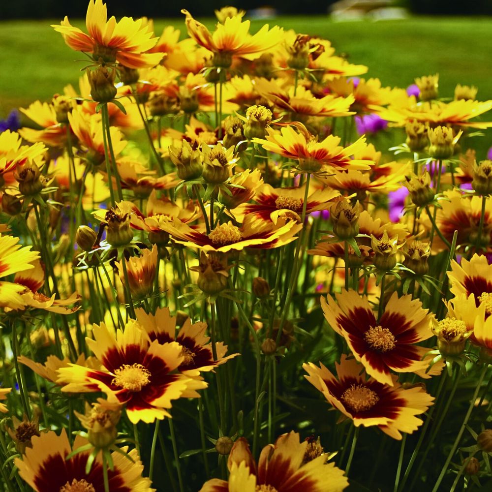 daisy like flowers - Vibrant yellow flowers with reddish-brown centers are in full bloom
